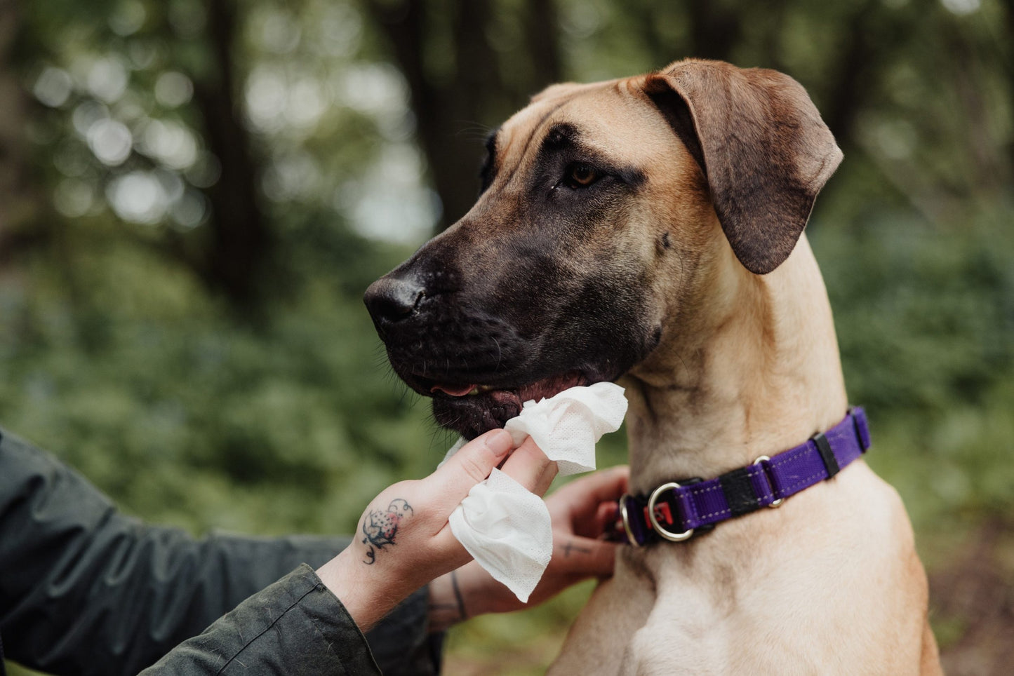 UltraGrime Life - Pet Care (20 / 40 / 80 XXL wipes)